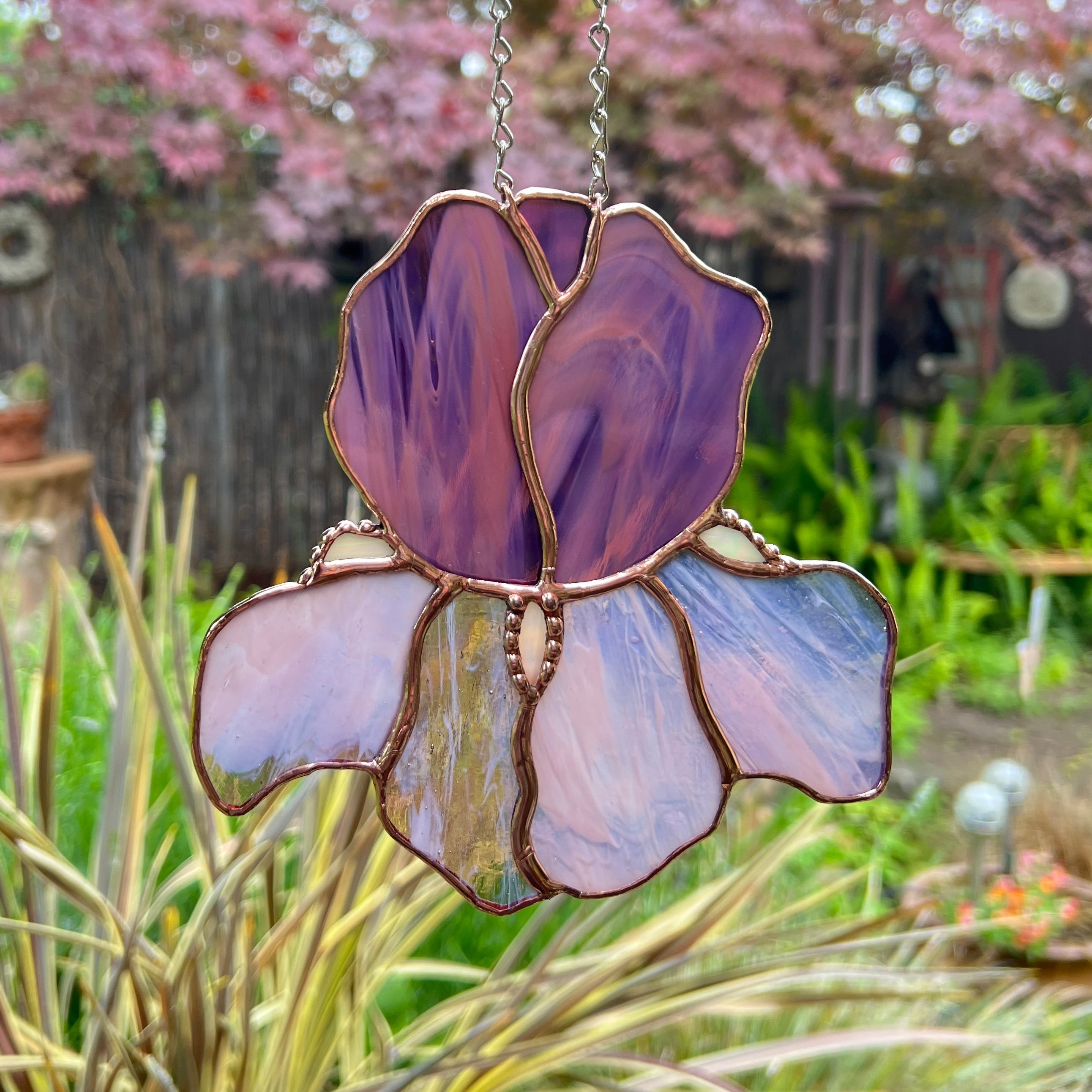 Iris